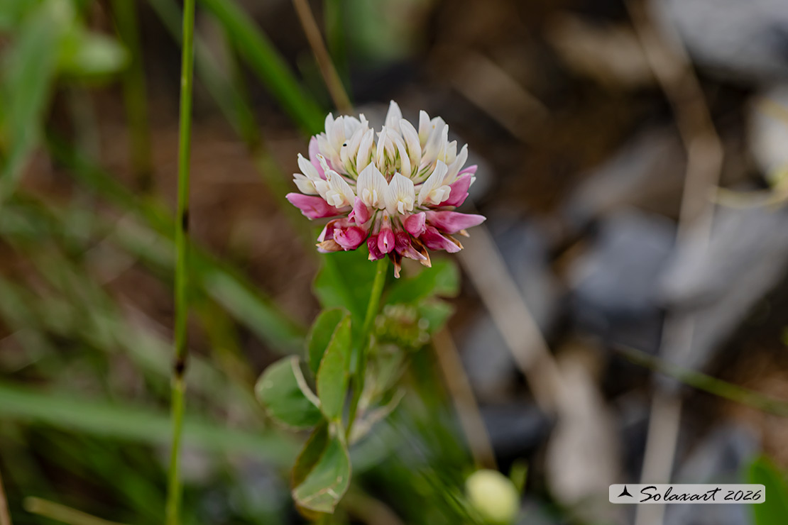 Trifolium hybridum - Trifoglio ibrido