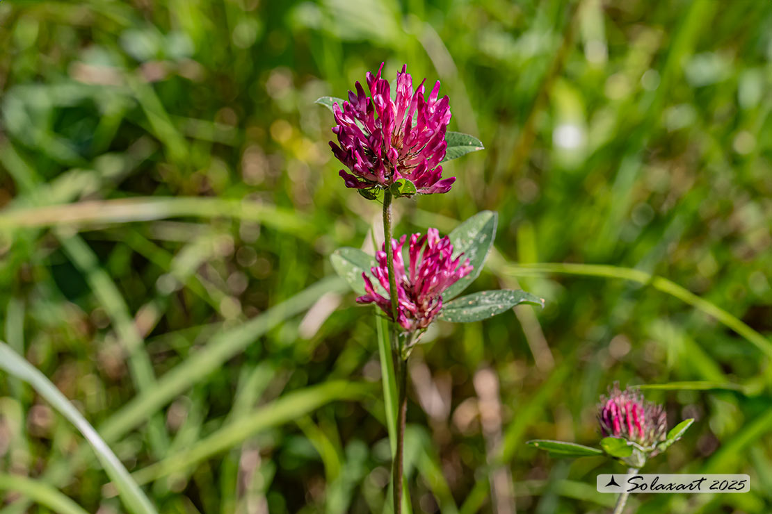 Trifolium medium - Trifoglio medio