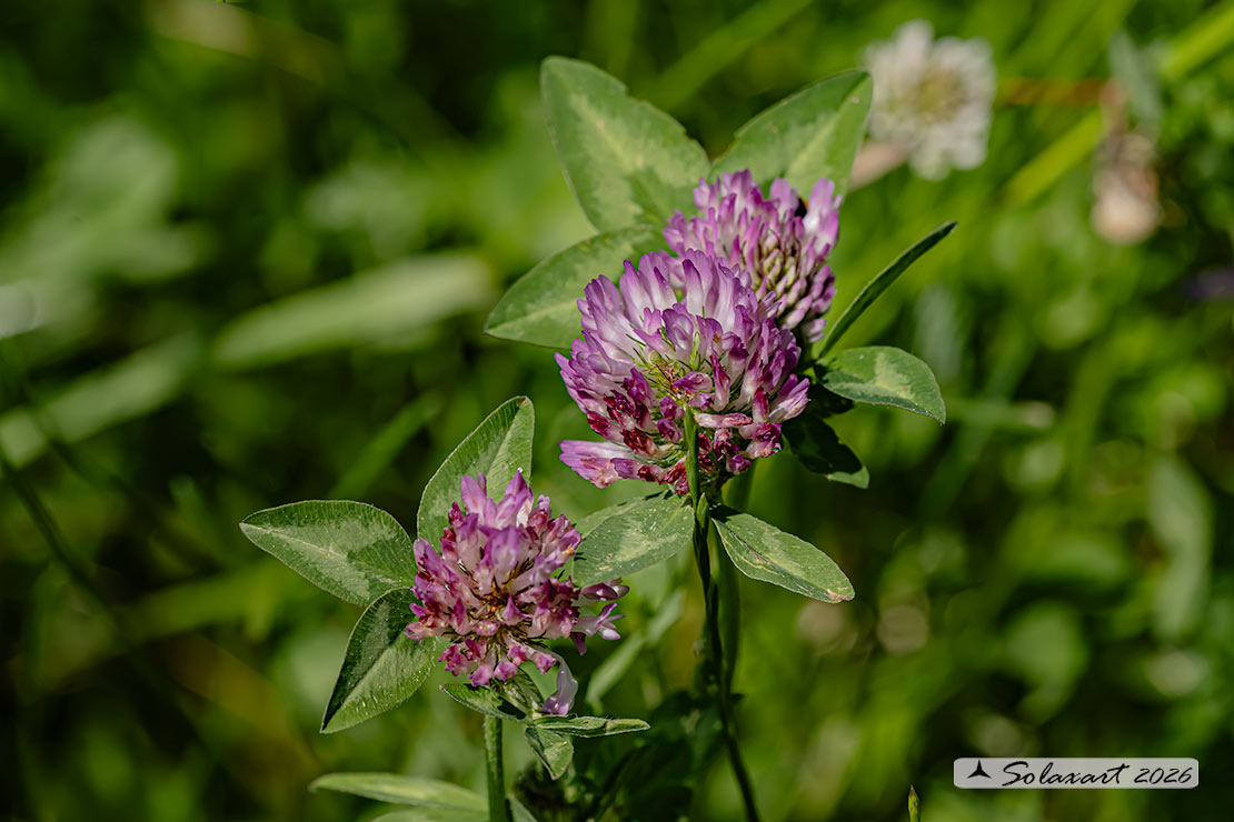Trifolium pratense - Trifoglio pratense