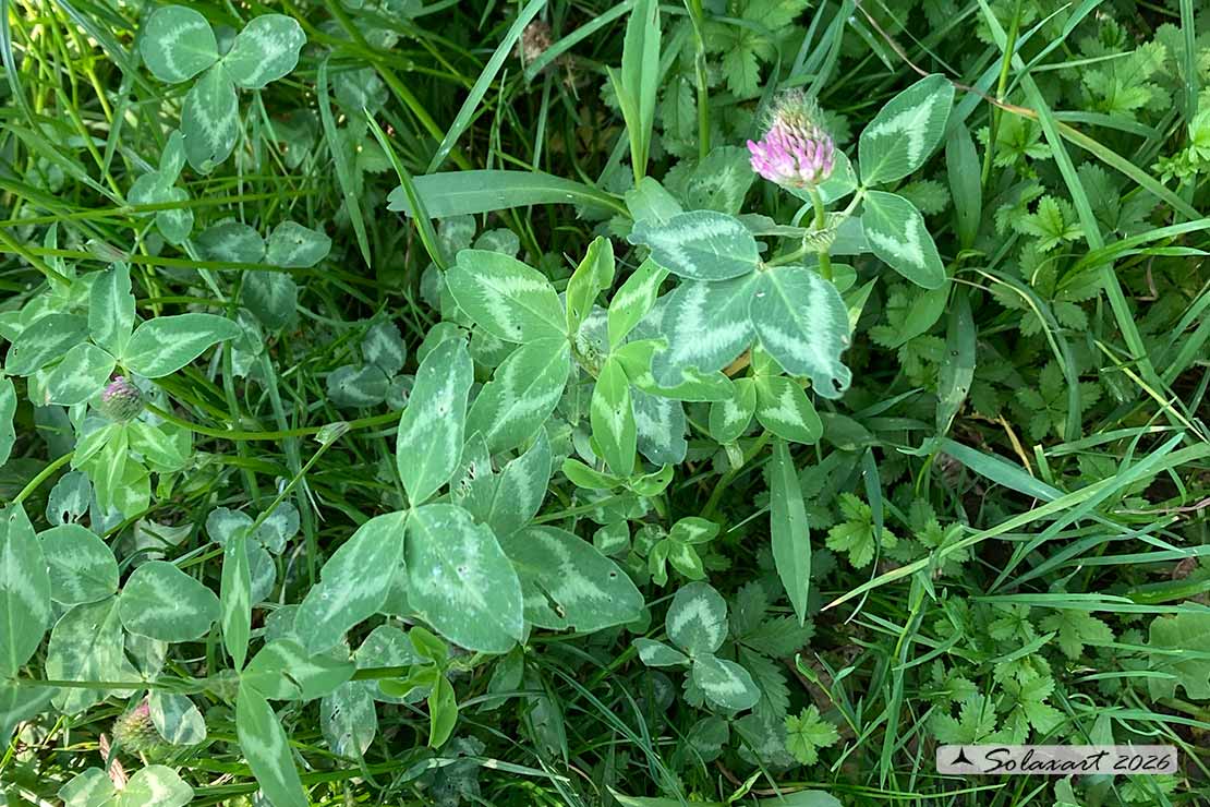 Trifolium pratense - Trifoglio pratense