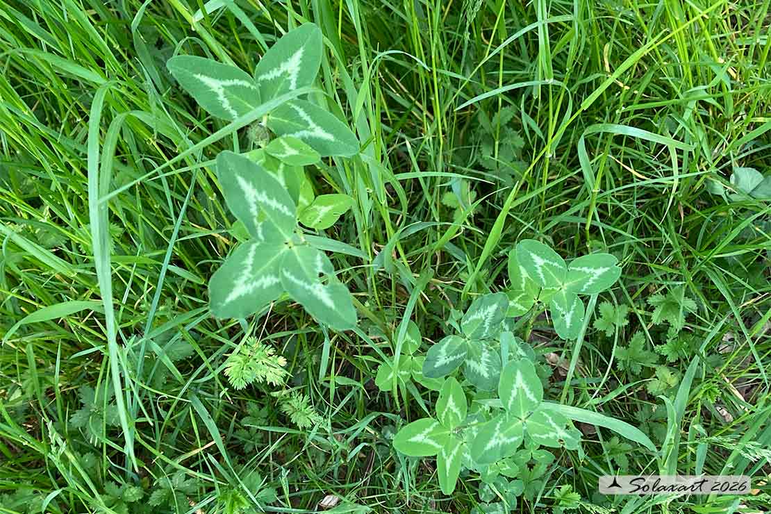 Trifolium pratense - Trifoglio pratense