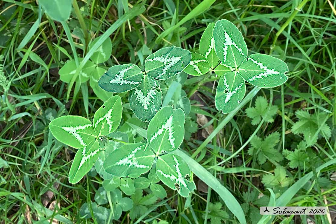 Trifolium pratense - Trifoglio pratense