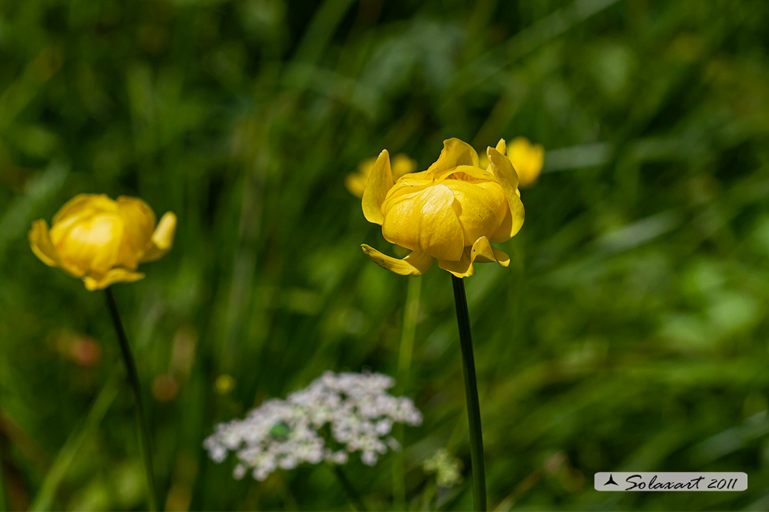 Trollius europaeus - Botton_d'oro