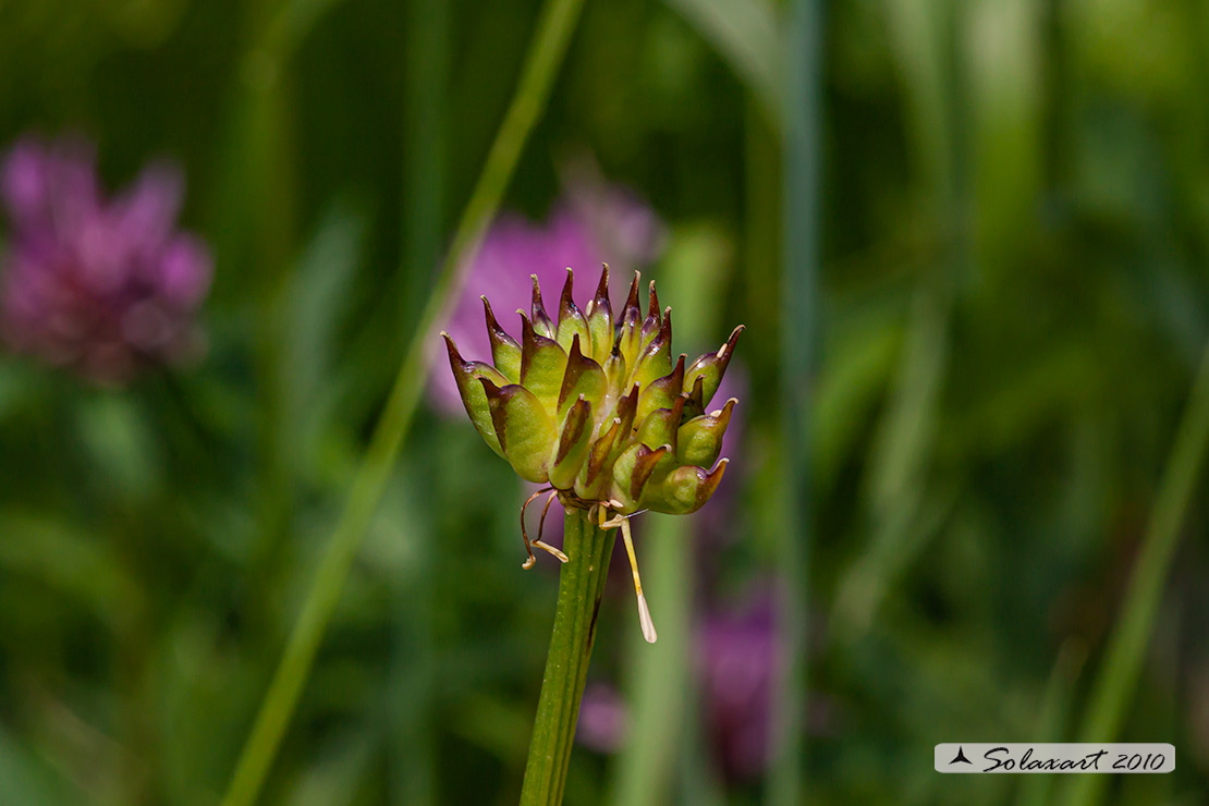 Trollius europaeus - Botton_d'oro