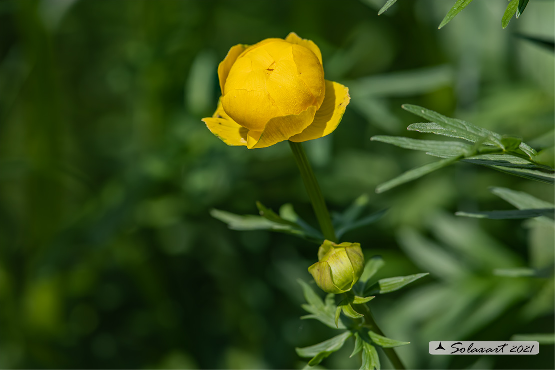 Trollius europaeus - Botton_d'oro