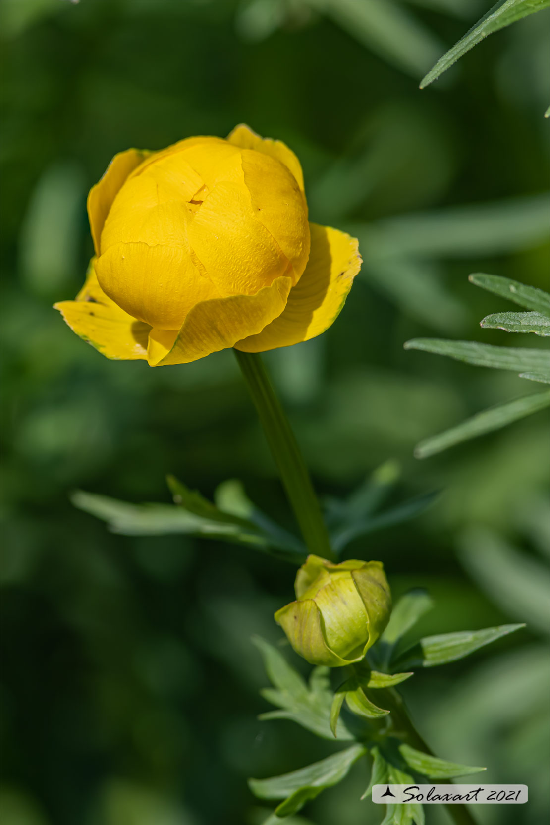 Trollius europaeus - Botton_d'oro