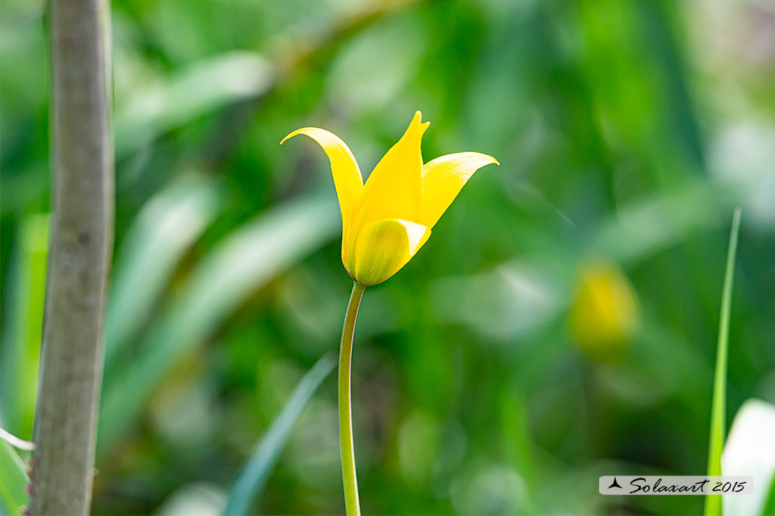 Tulipa sylvestris - Tulipano selvatico