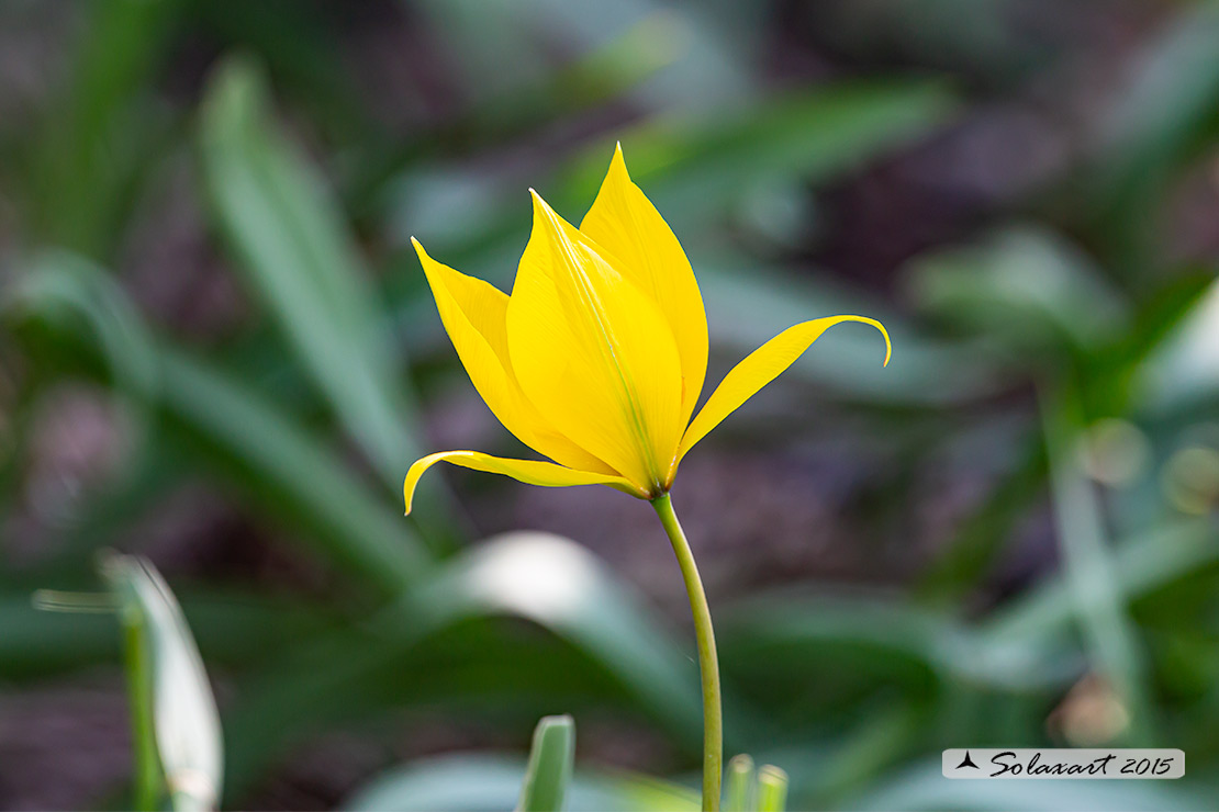 Tulipa sylvestris - Tulipano selvatico