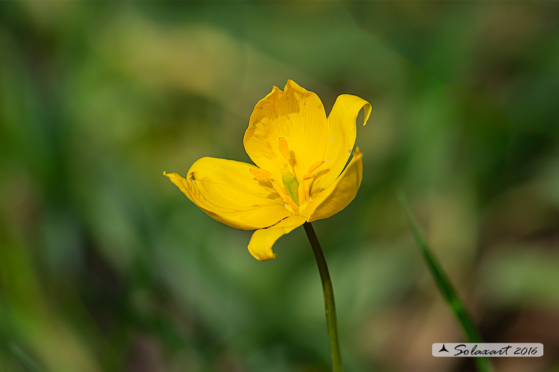 Tulipa sylvestris - Tulipano selvatico