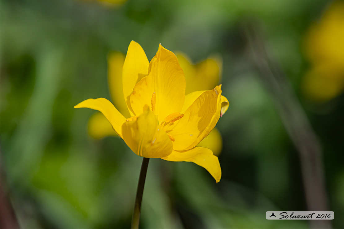 Tulipa sylvestris - Tulipano selvatico