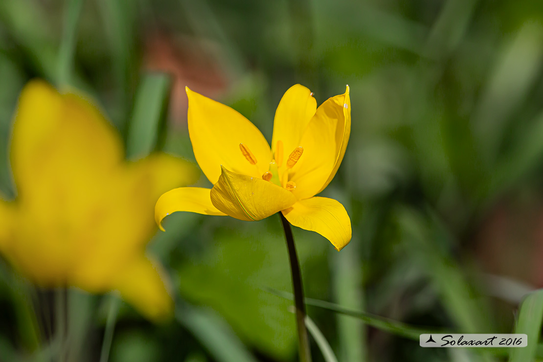 Tulipa sylvestris - Tulipano selvatico