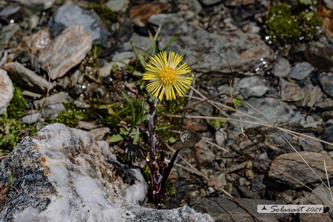 Tussilago farfara - Tossilaggine comune