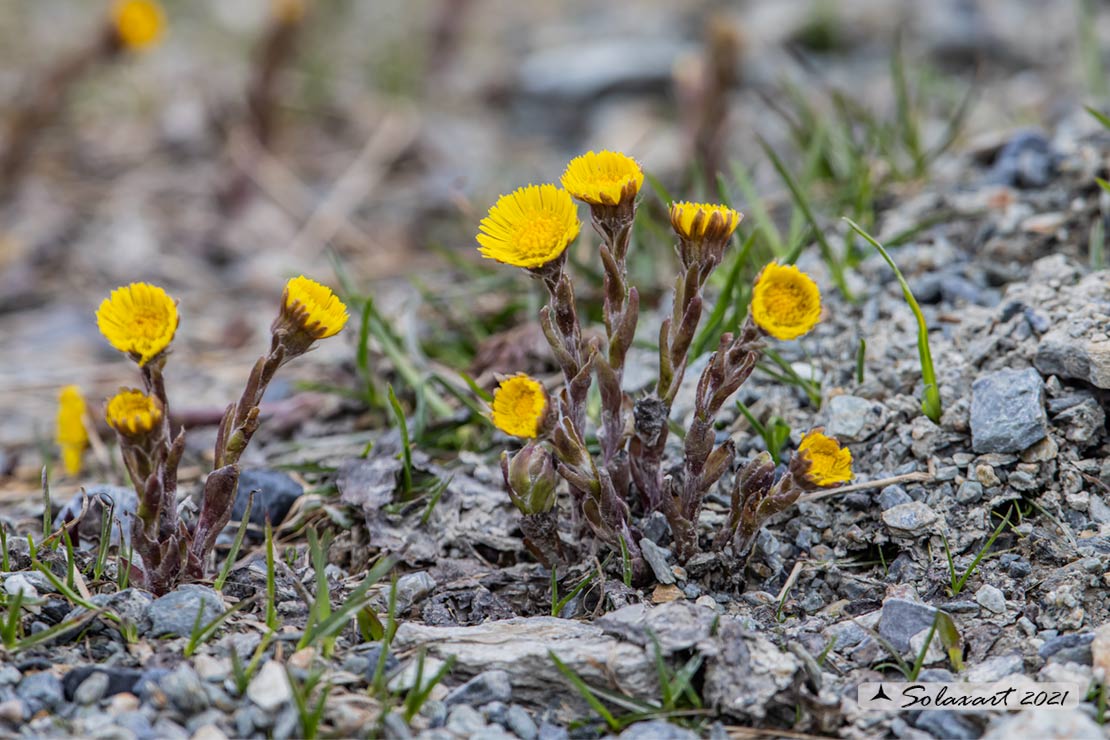 Tussilago farfara - Tossilaggine comune