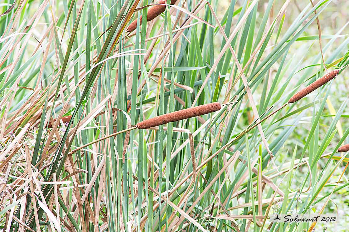 Typha latifolia