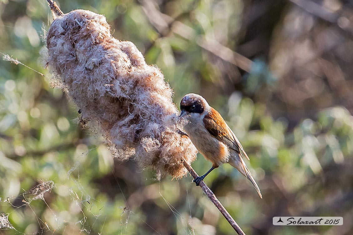 Typha latifolia