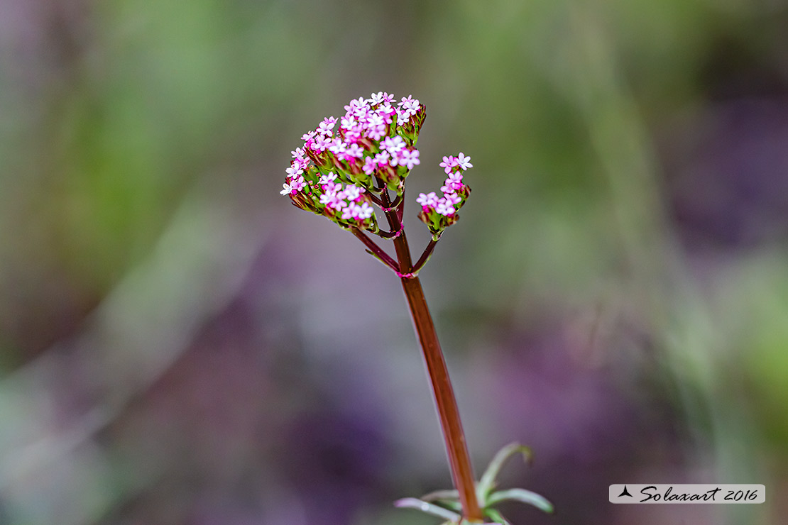 Valeriana officinalis