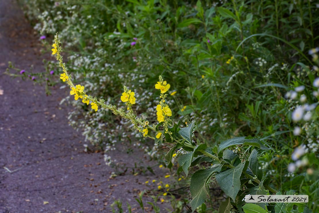 Verbascum lychnitis - Verbasco licnite