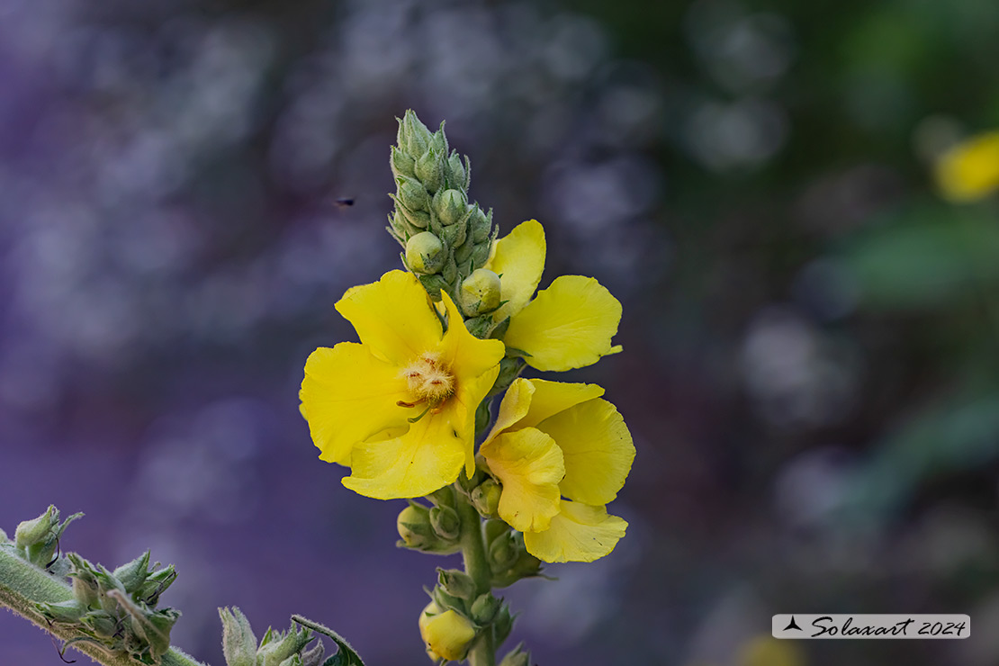 Verbascum lychnitis - Verbasco licnite