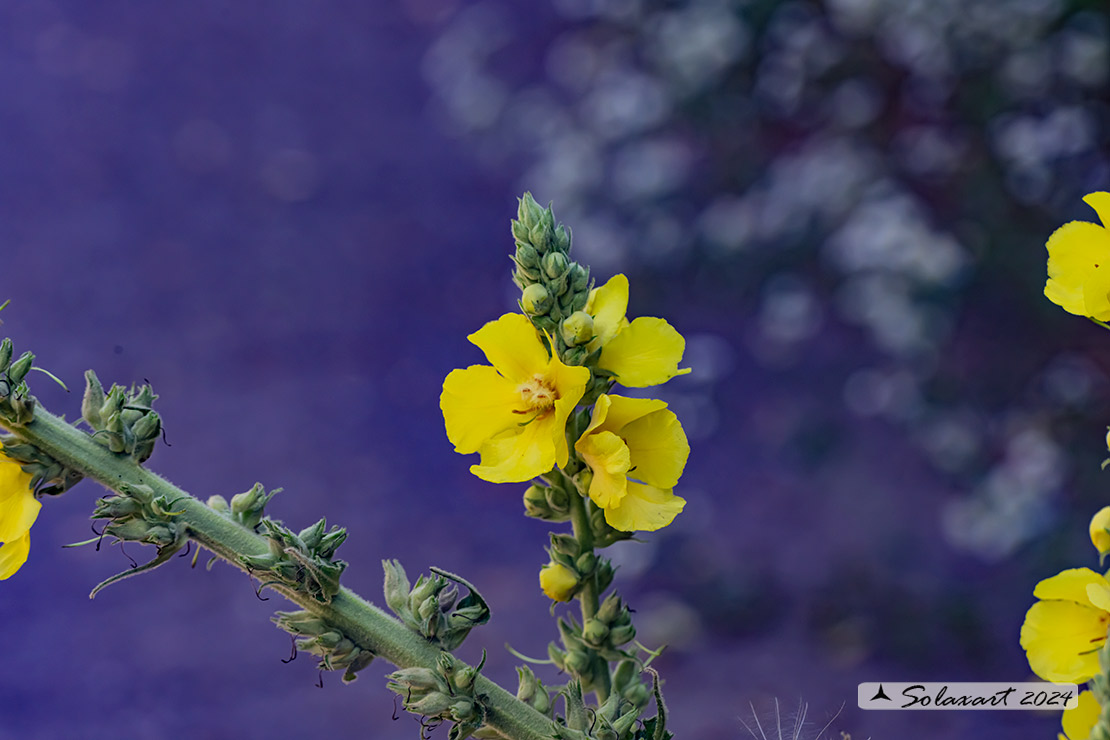 Verbascum lychnitis - Verbasco licnite