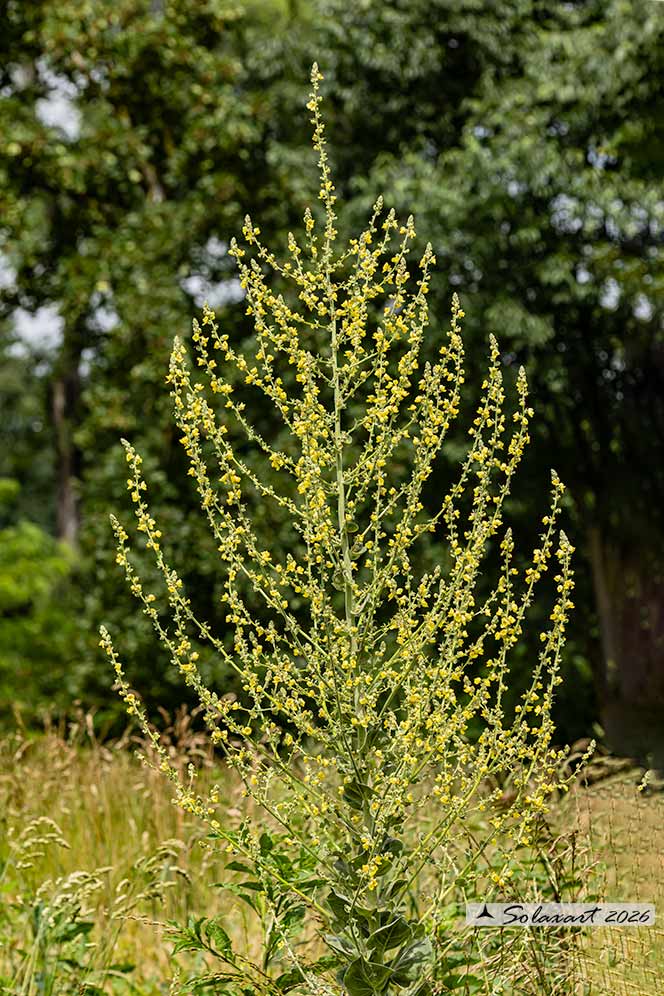 Verbascum pulverulentum - verbasco a candelabro