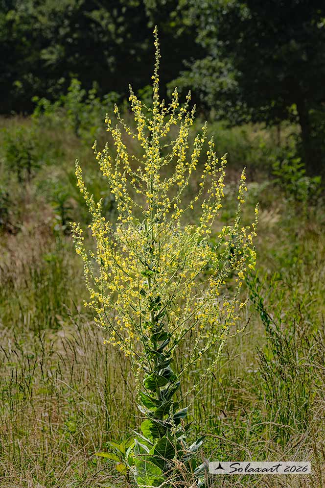 Verbascum pulverulentum - verbasco a candelabro