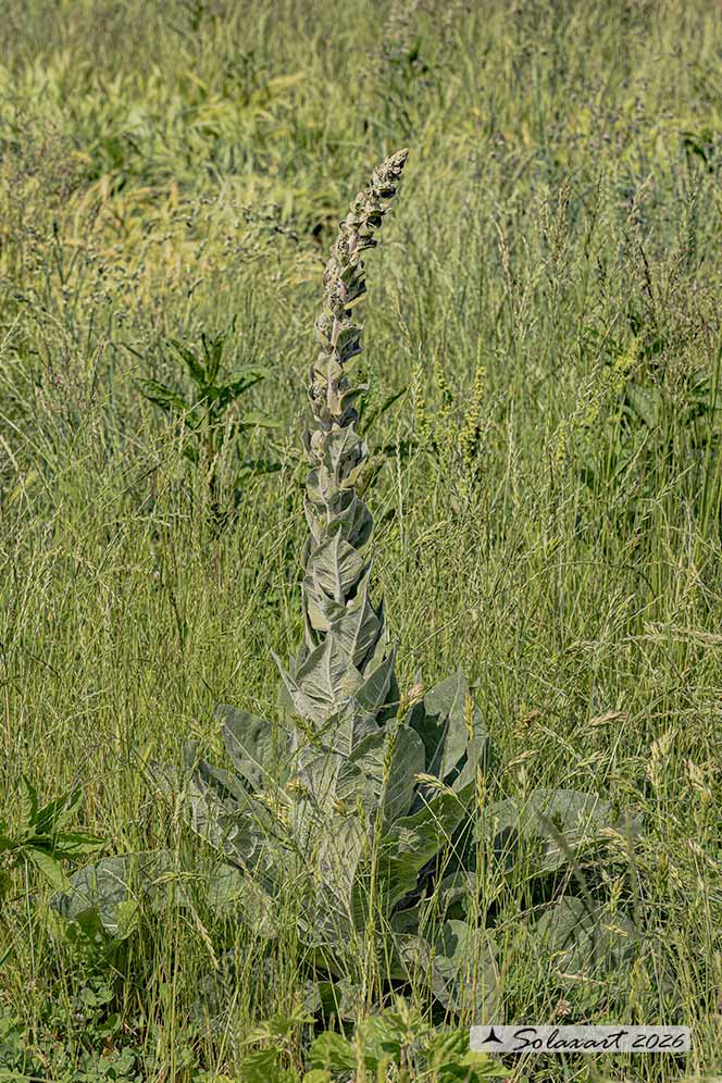 Verbascum thapsus