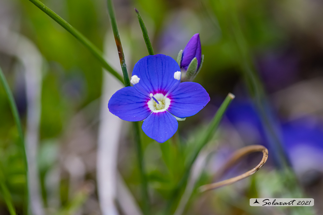 Veronica fruticans