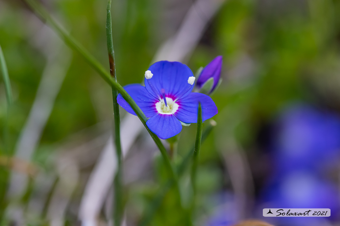 Veronica fruticans