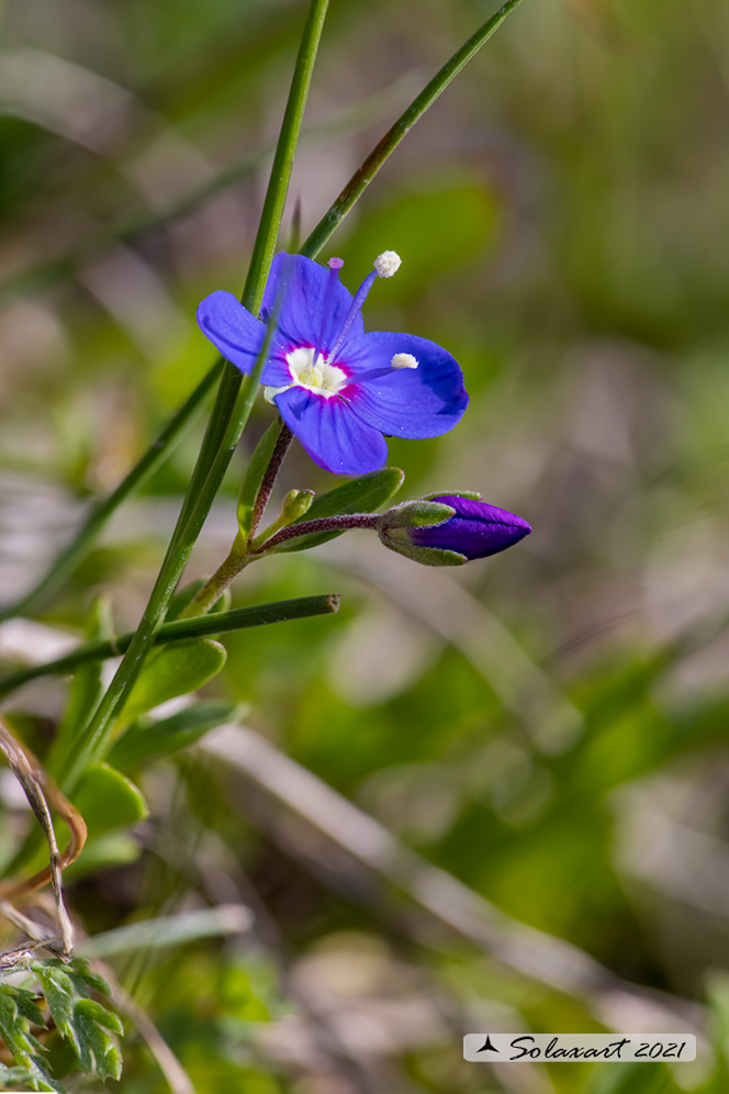 Veronica fruticans