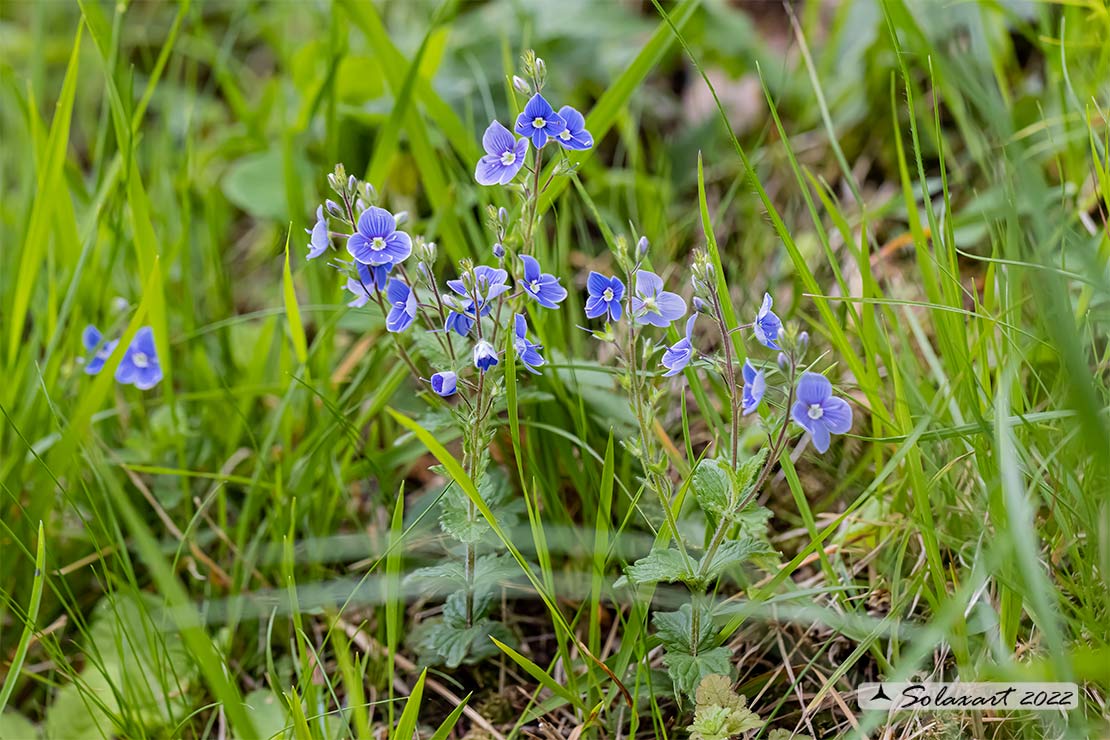 Veronica persica