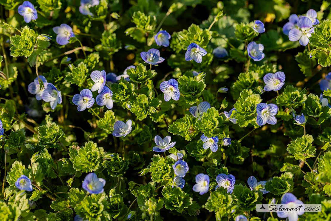 Veronica persica