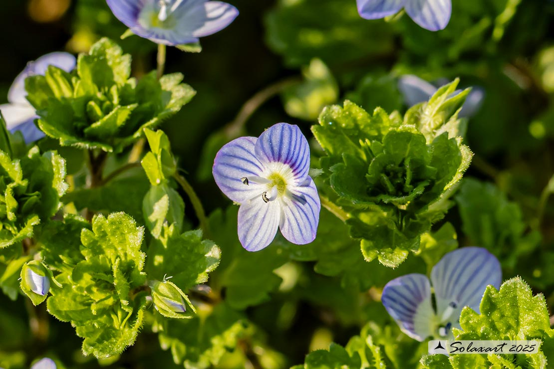 Veronica persica