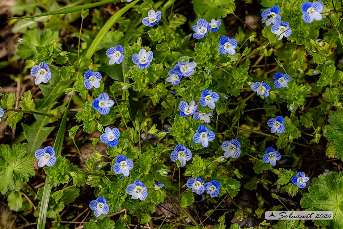 Veronica persica - Veronica di Persia