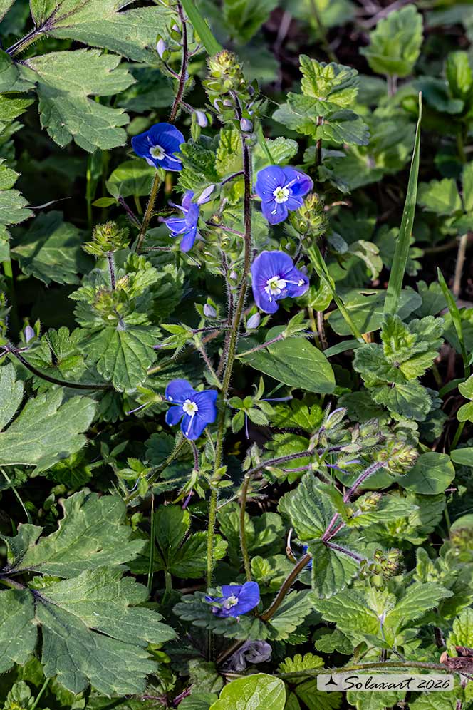 Veronica persica - Veronica di Persia