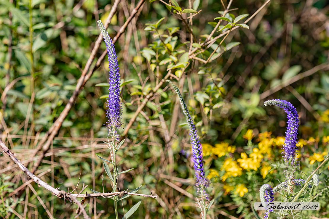 Veronica spicata