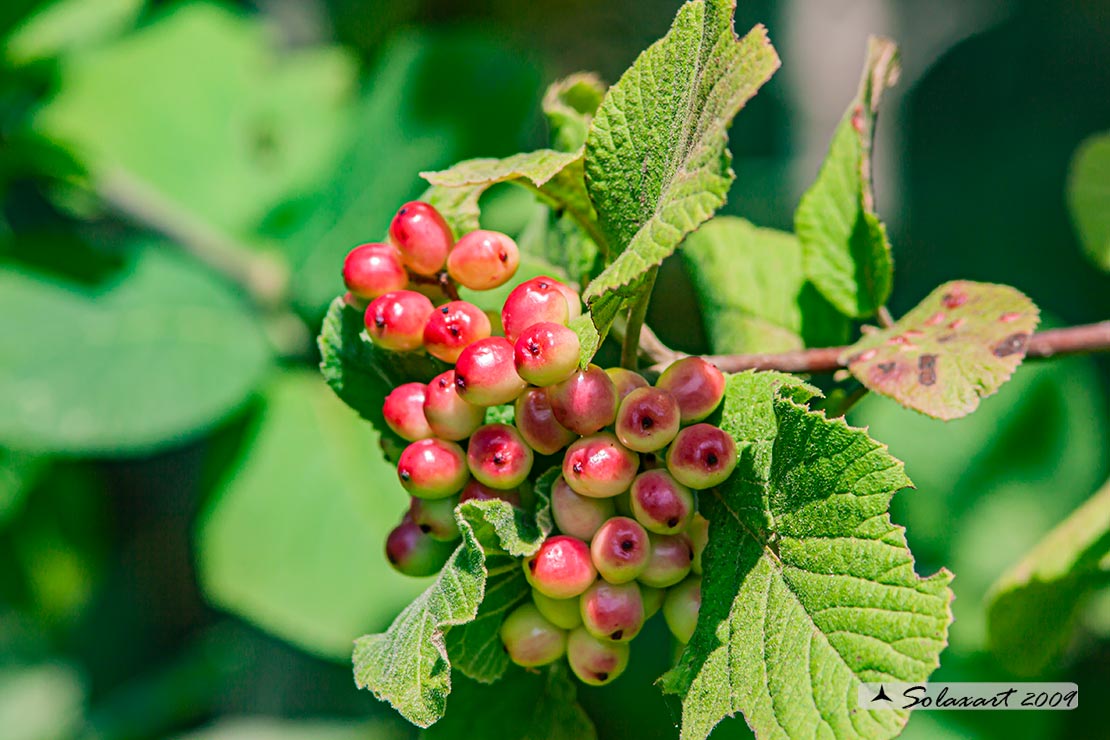 Viburnum Lantana