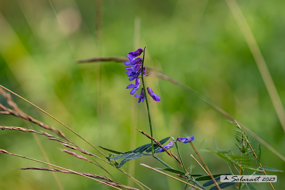 Vicia cracca - Veccia montanina