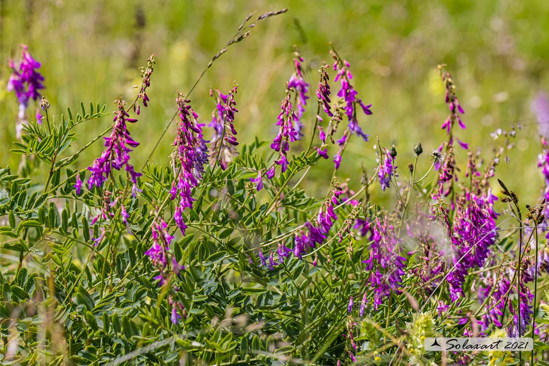 Vicia cracca - Veccia montanina