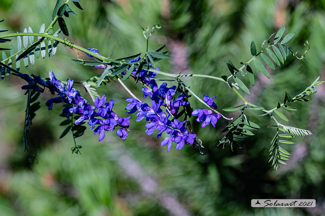 Vicia cracca - Veccia montanina
