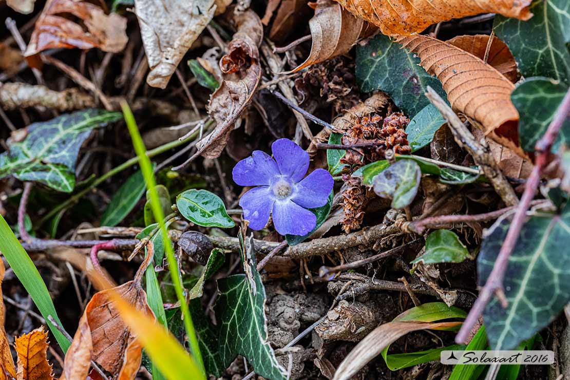 Apocynaceae Vinca minor