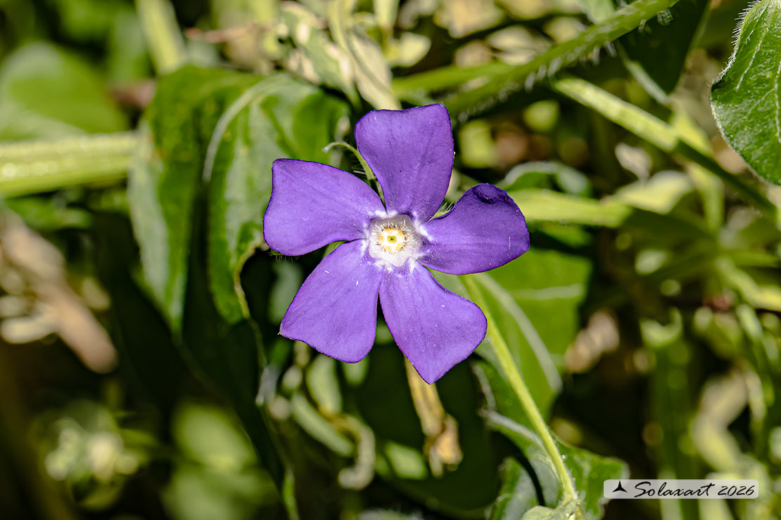 Apocynaceae Vinca minor