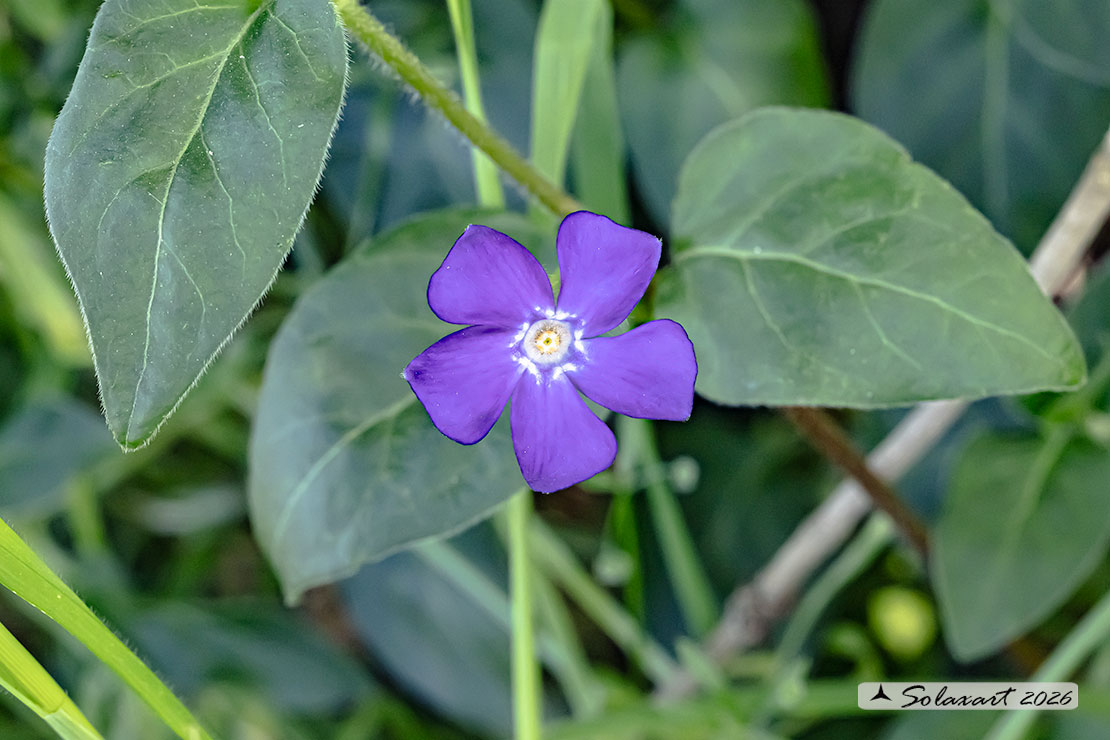 Apocynaceae Vinca minor