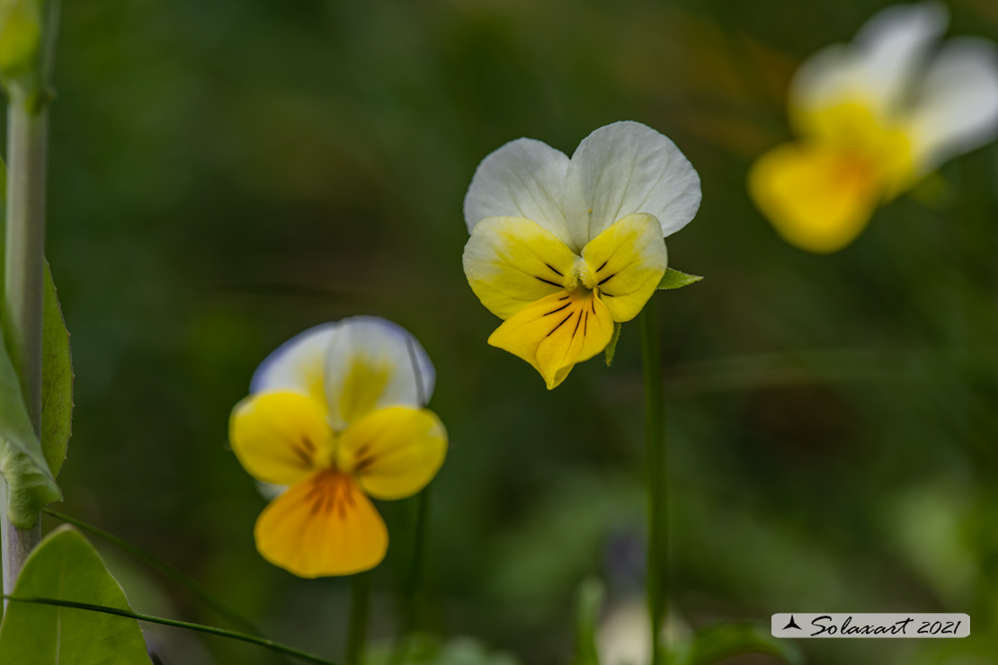 Viola calcarata - Viola con sperone