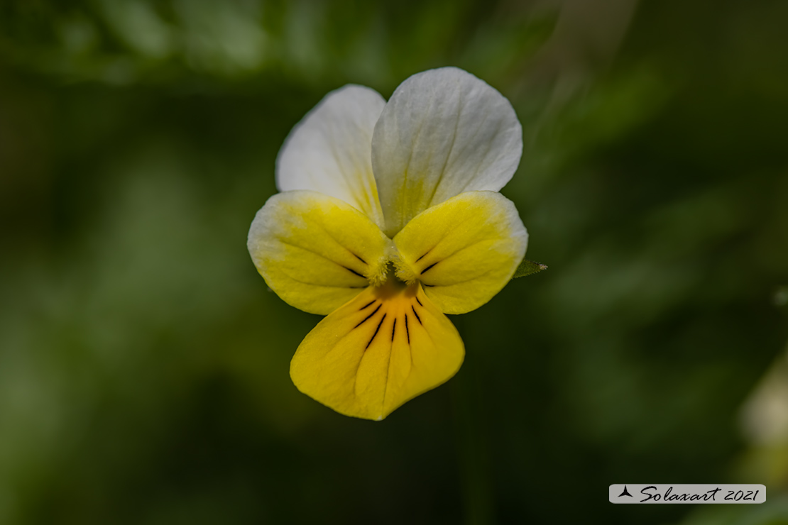 Viola calcarata - Viola con sperone