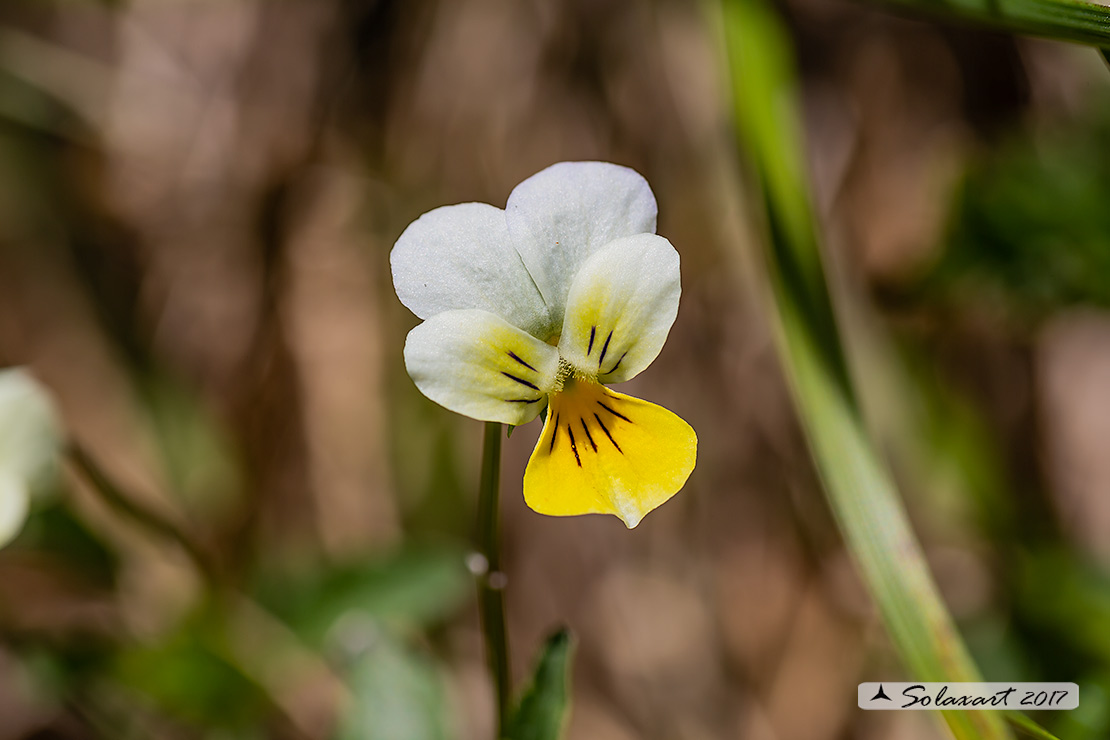 Viola tricolor - Viola dei campi - Heartsease