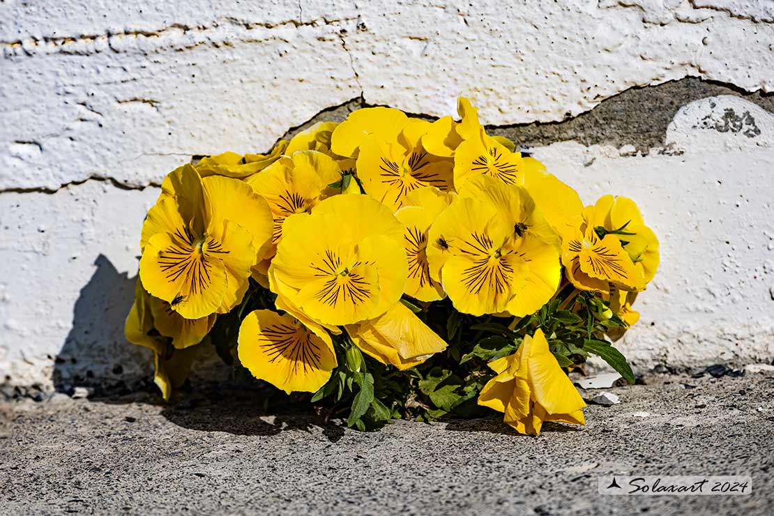 Viola lutea