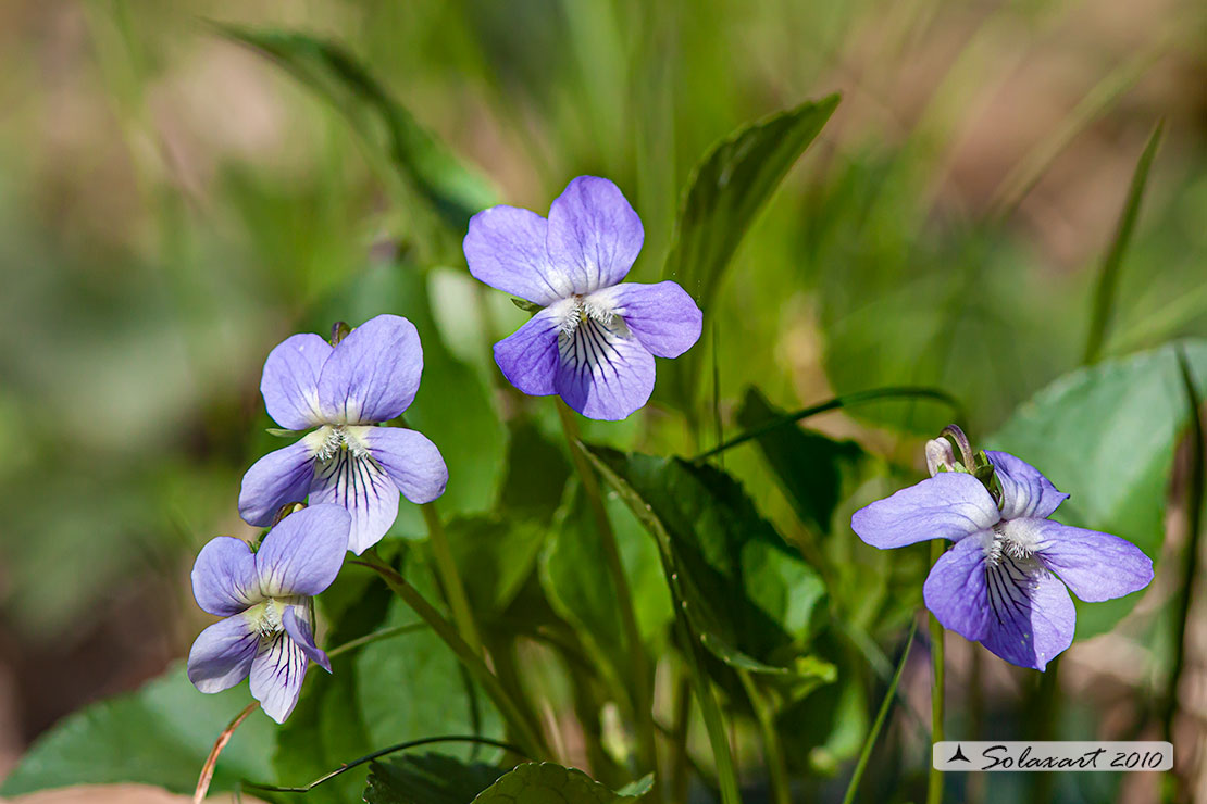 Viola sororia  (viola americana) alloctona