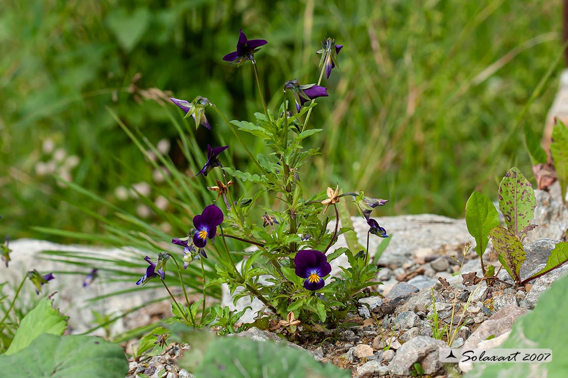 Viola tricolor - Viola del pensiero - Heartsease