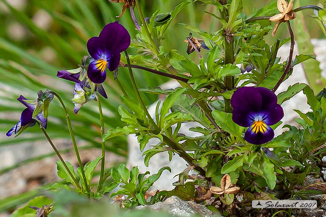 Viola tricolor - Viola del pensiero - Heartsease