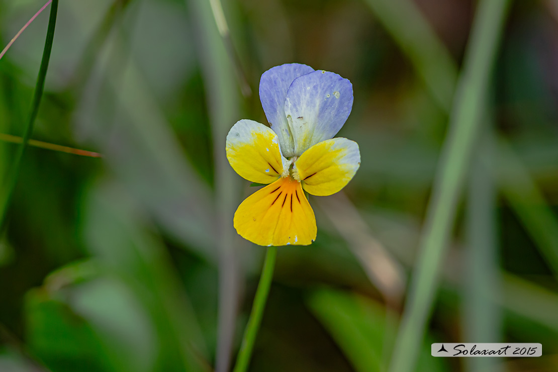 Viola tricolor - Viola del pensiero - Heartsease